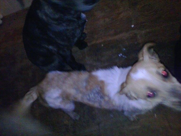 Strays